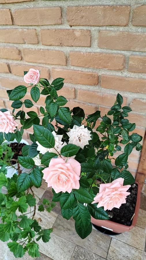 Chale Vale Das Flores - Visconde De Maua Rj Экстерьер фото